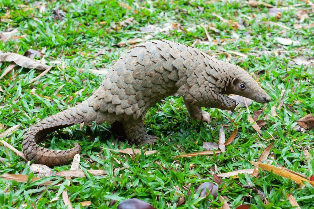 With their long nose, small forearms and curious demeanour, pangolins are a firm favourite of animal lovers everywhere